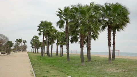 Wavering palm trees at the beach with bad weather - Slow Motion Stock Footage 173766471