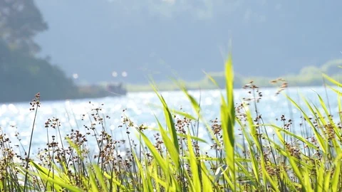 Wavering reeds close Stock Footage 92849319