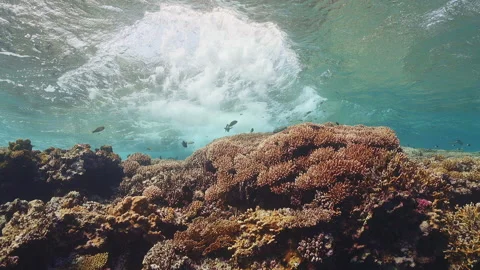 Waves above the reef in slowmotion Stock Footage 235168483