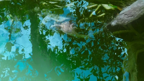 Waves above the root tree Stock Footage 104253507