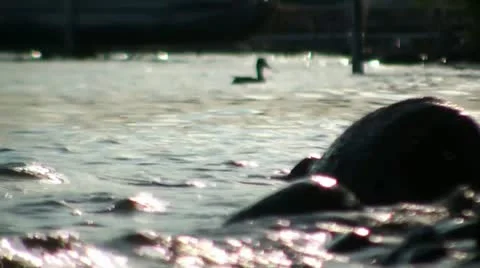 Waves Against Rocks with Duck Vidéo 12616248