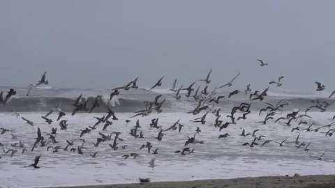 Waves and Big flock if Seagulls flying 스톡 동영상 112954284