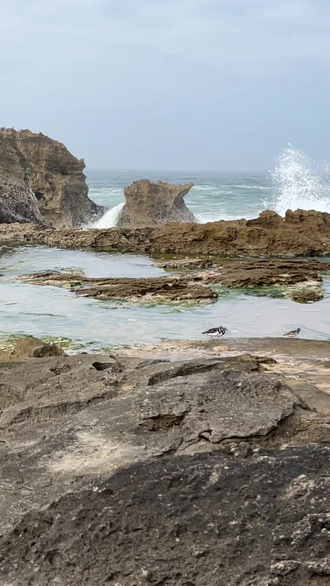 Waves and birds Stock Footage 333581538