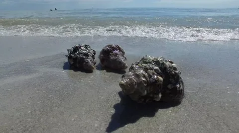 Waves and Conch shells Stock Footage 60618760