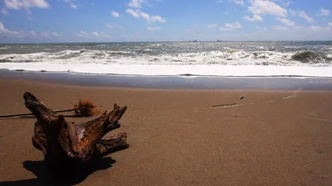 Waves and Driftwood Stock-Footage 327611602