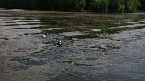Waves and ducks Stock Footage 76126011