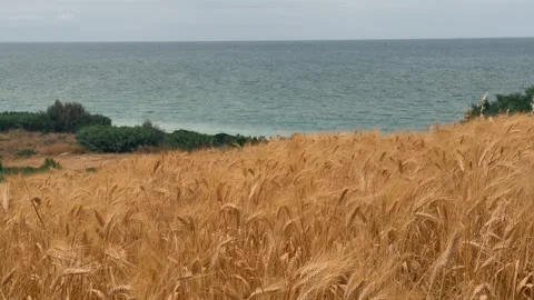 Waves and golden fields near the coast on a cloudy day Stock Footage 343376199