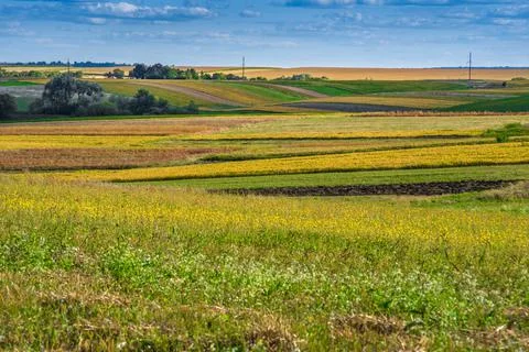 Waves and lines of colorful fields on the horizon under a blue sky Stock Photos