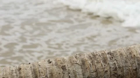 Waves and a palm tree trunk Stock Footage 10573923