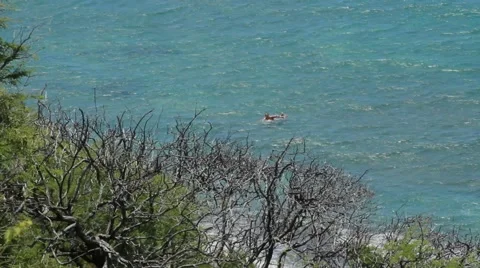 Waves and plants at Diamond Head Hawaii Video stock 42100335