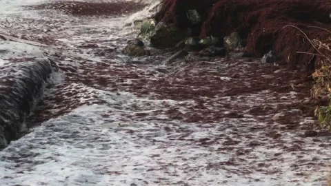 Waves and red algae hitting the shore Video stock 146992725
