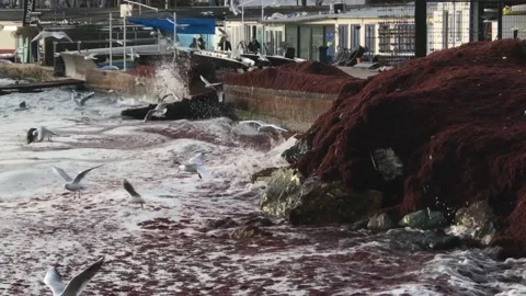 Waves and red algae hitting the shore Stock Footage 146993037