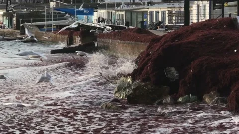 Waves and red algae hitting the shore Video stock 146993056