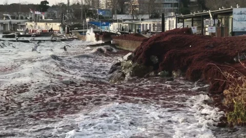 Waves and red algae hitting the shore Video stock 146993196