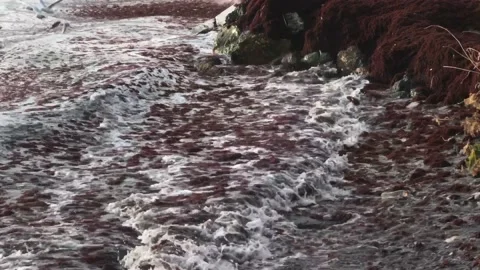 Waves and red algae hitting the shore Stock Footage 146993320