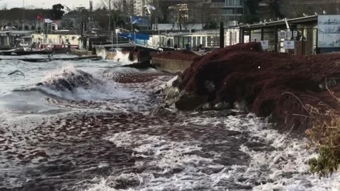 Waves and red algae hitting the shore Video stock 146993346
