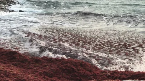 Waves and red algae hitting the shore Video stock 146993414