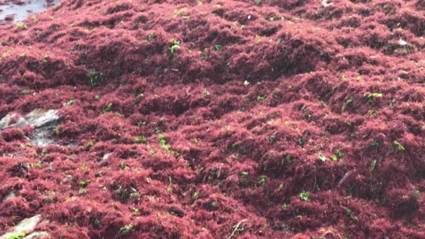 Waves and red algae hitting the shore Video stock 146993415