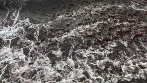 Waves and red algae hitting the shore Video stock 146993450