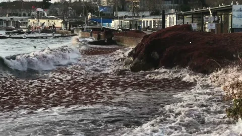 Waves and red algae hitting the shore Video stock 146993492