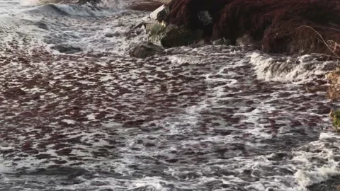 Waves and red algae hitting the shore Video stock 146993735