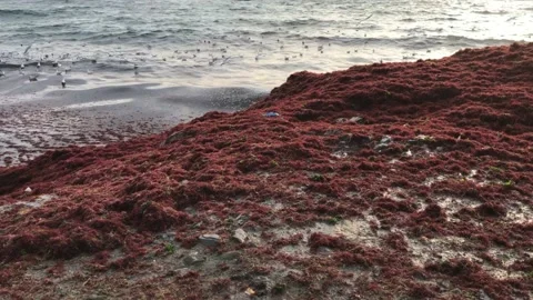Waves and red algae hitting the shore Video stock 146993822
