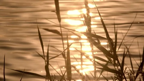 Waves and reeds at sunset Stock Footage 258116355