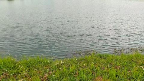 Waves and Ripples Moving Across Water Surface Toward a Grassy Shoreline Vídeos de archivo 343478609