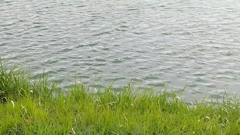 Waves and Ripples Moving Across Water Surface Toward a Grassy Shoreline Vídeos de archivo 343663869