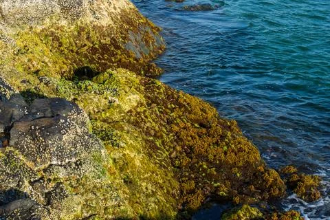 Waves and Rocks with Green Algae Stock Photos