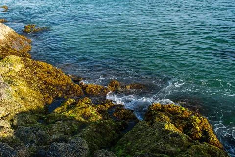 Waves and Rocks with Green Algae Stock-Fotos