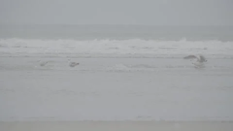 Waves and seagulls flying in slow motion Stock Footage 169652509