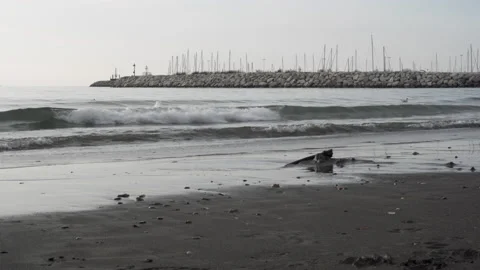 Waves and seagulls on the gray winter beach in Salerno in Italy Stock Footage 133160223