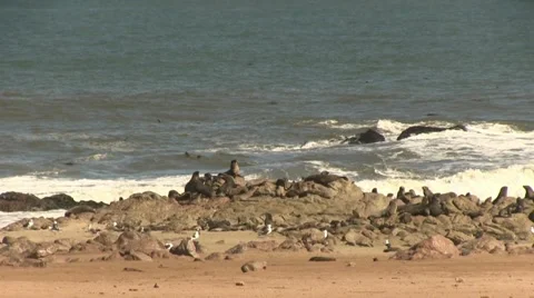 Waves and seal colony Stock Footage 12148589