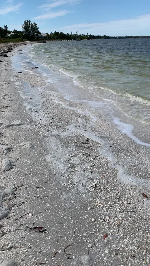 Waves and seashells on sanibel beach florida Stock Footage 170071429