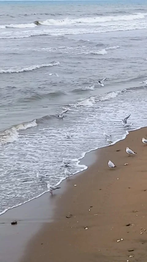 Waves and seaside view in winter, beach with waves Stock Footage 301527187
