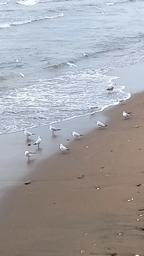 Waves and seaside view in winter, beach with waves, wavy sea coast Stock Footage 304372195