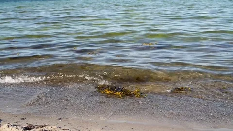 Waves and seaweed on sand beach in slow motion Stock Footage 81599129