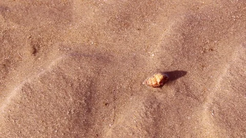 Waves and shell on the beach. Stock Footage 83584486