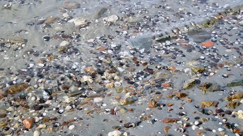 Waves and shells on the beach | Stock Video | Pond5