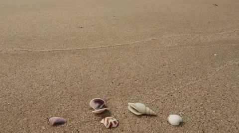 Waves and shells zoom out Stock Footage 55757014