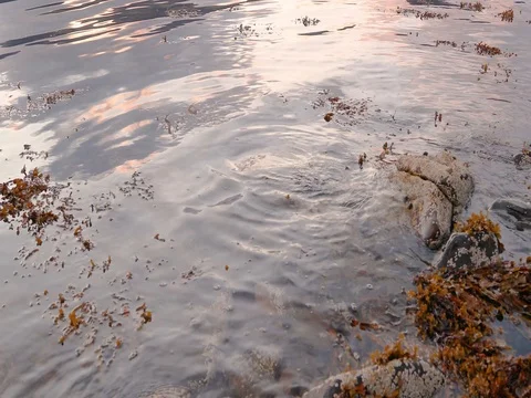 Waves and Waters ripple across submerged rocks and limp green, slimy, slippery Stock-Footage 80146268