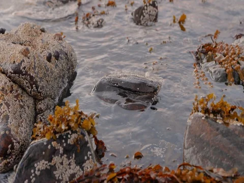 Waves and Waters ripple across submerged rocks and limp green, slimy, slippery Stock-Footage 80146278
