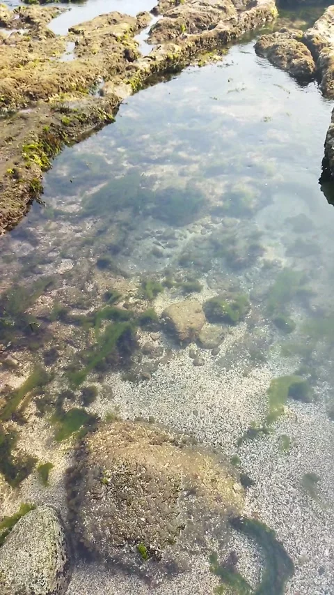 Waves and Wonders: Exploring Coastal Life	 Stock Footage 296982290