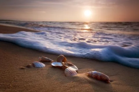 Waves approaching sea shells lying on sand during sunset Stock Photos