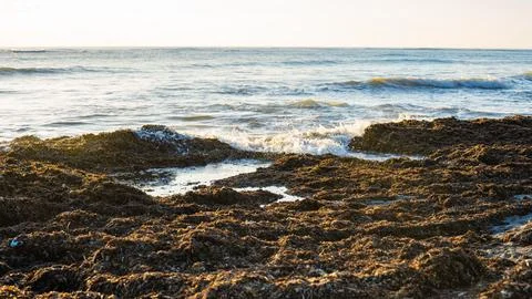 Waves on a beach covered in seaweed Stock Photos
