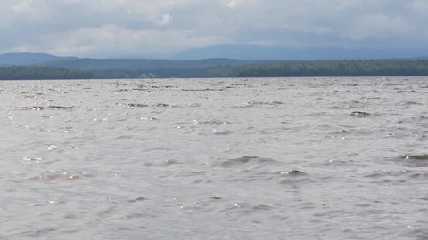 Waves on the beach - Small plan growing in the sand Stock Footage 90626518