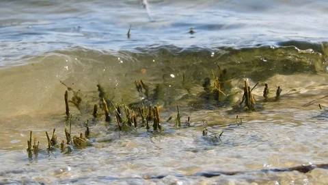 Waves on beach with some plants Video stock 88483841