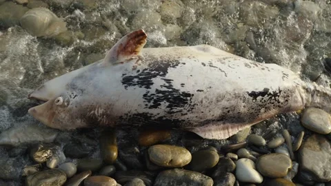 The waves beat on the dead dolphin carcass thrown onto the rocky seashore Stock Footage 197467372