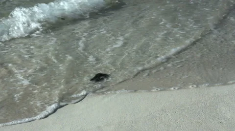 Waves on beautiful clean sandy beach with seaweed Stock Footage 62298075